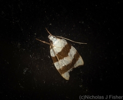 Zonopetala divisella