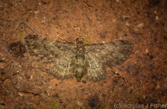 Chloroclystis mniochroa