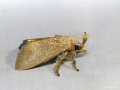 Scopelodes anthela