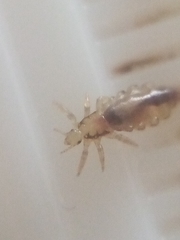 Pediculus humanus capitis
