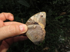 Catoblepia xanthus