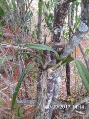Encyclia