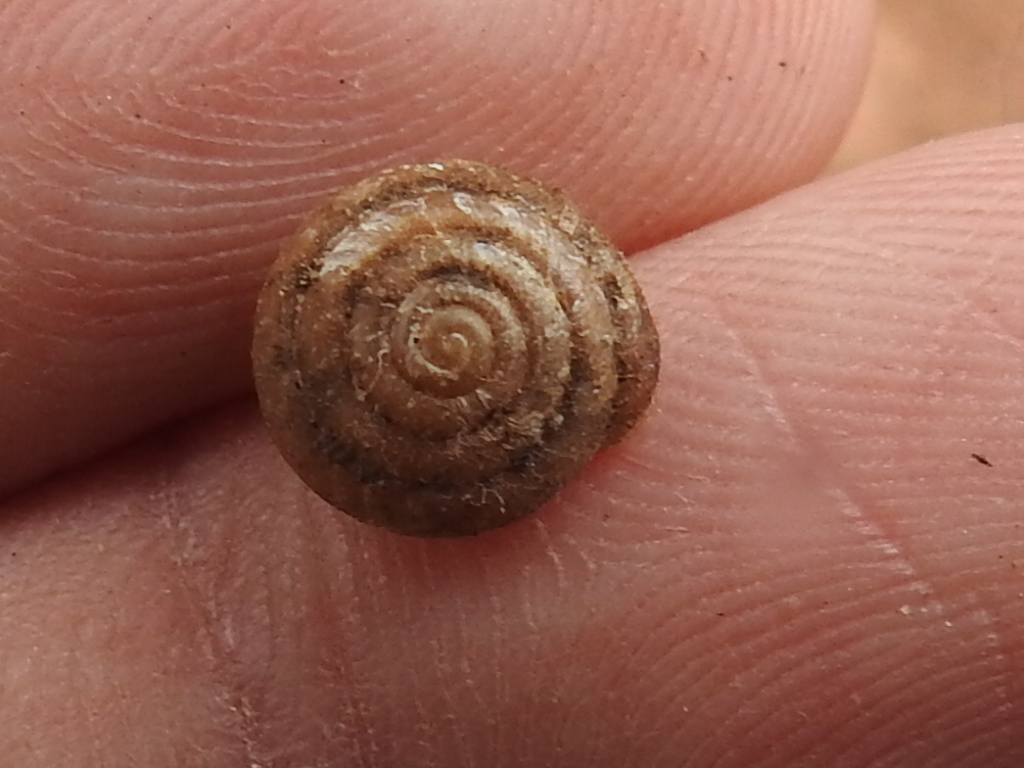lowland pillsnail