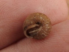 Euchemotrema leaii