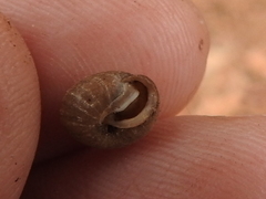 Euchemotrema leaii