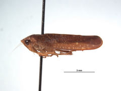 Curtara complexa