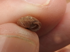 Euchemotrema leaii