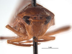 Curtara complexa