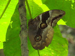 Catoblepia orgetorix