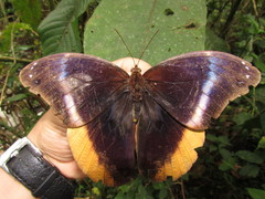 Catoblepia orgetorix