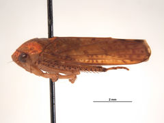 Darma aurantium