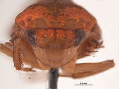 Darma aurantium