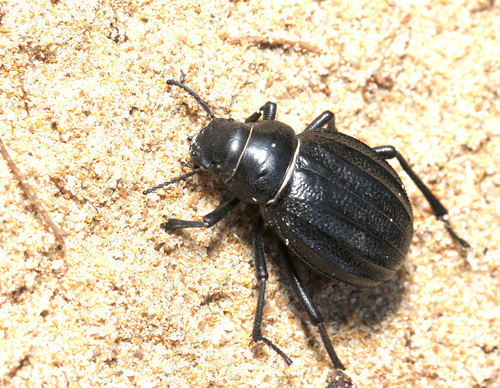Insects Id Pimelia grossa, Pimelia grossa