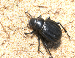 Pimelia grossa