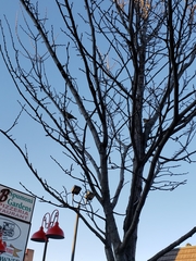 Passer domesticus
