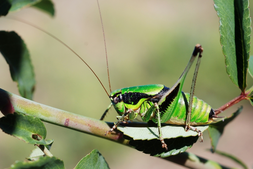 Chabrier's Marbled Bush-cricket