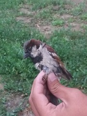 Passer domesticus