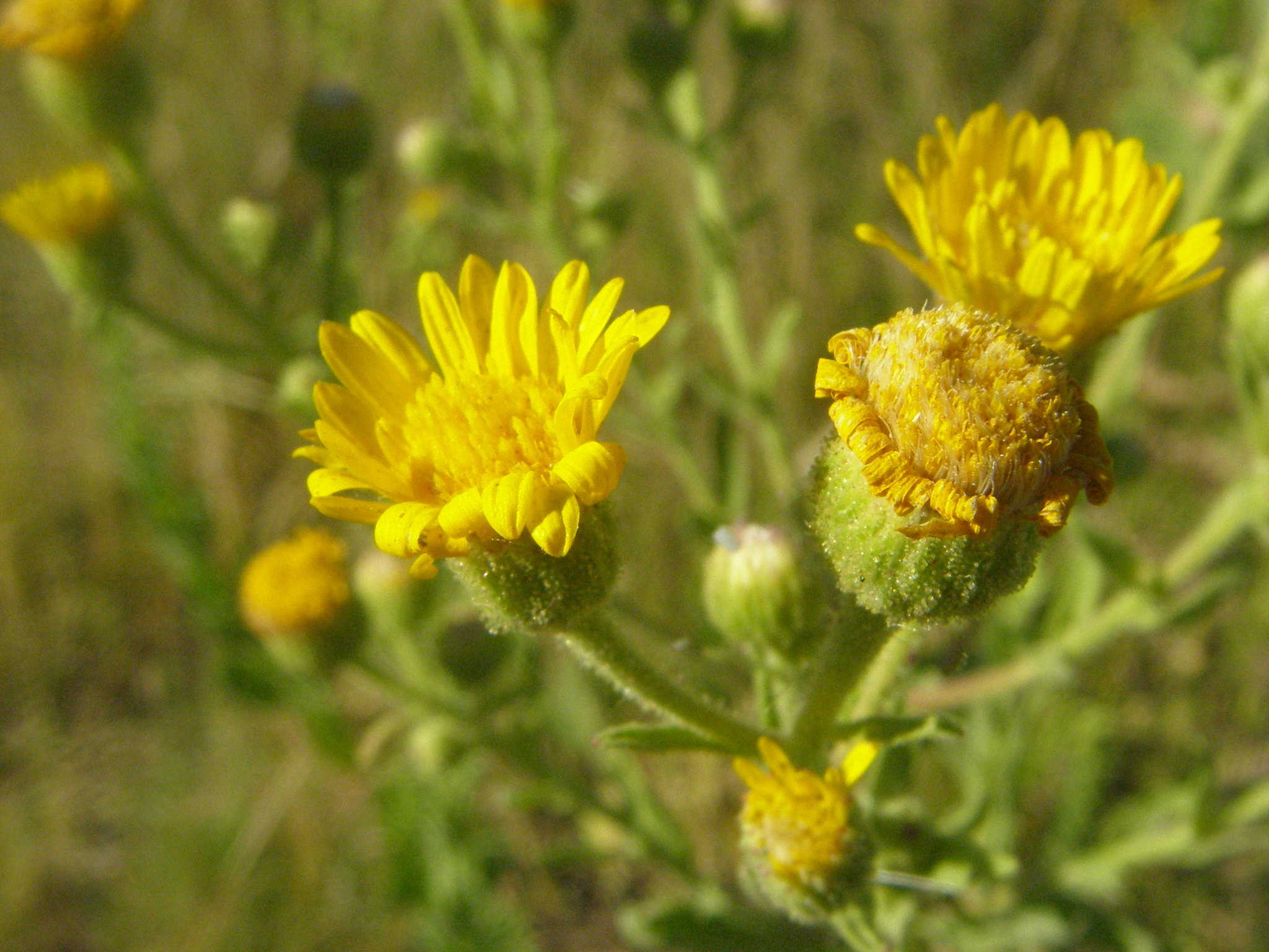 Heterotheca subaxillaris