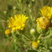 Camphorweed - Photo (c) Anthony Mendoza, some rights reserved (CC BY-NC-SA)