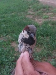 Passer domesticus