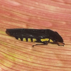 Pseudophera