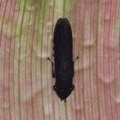 Pseudophera