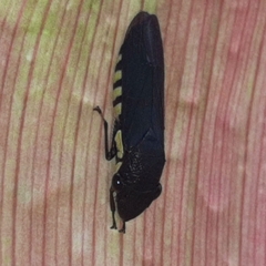 Pseudophera
