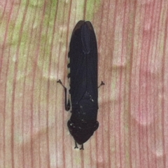 Pseudophera