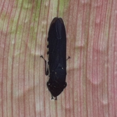 Pseudophera