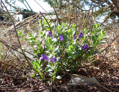 Scutellaria wrightii