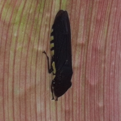 Pseudophera