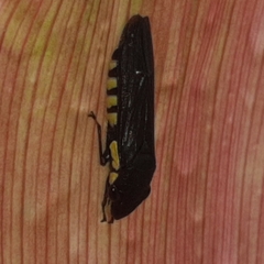 Pseudophera