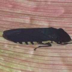 Pseudophera