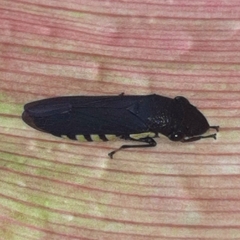 Pseudophera