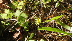 Potentilla hebiichigo