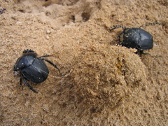 Scarabaeus semipunctatus