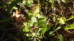 Potentilla hebiichigo