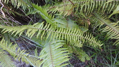 Nephrolepis brownii