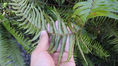 Nephrolepis brownii