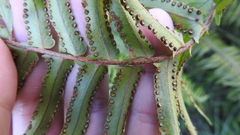 Nephrolepis brownii