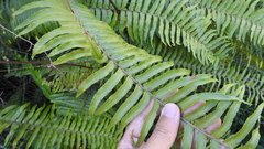 Nephrolepis brownii