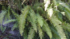 Nephrolepis brownii