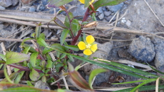Ludwigia decurrens