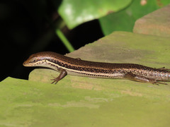 Trachylepis depressa