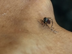 Aedes sierrensis