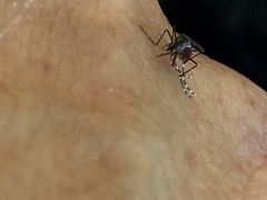 Aedes sierrensis