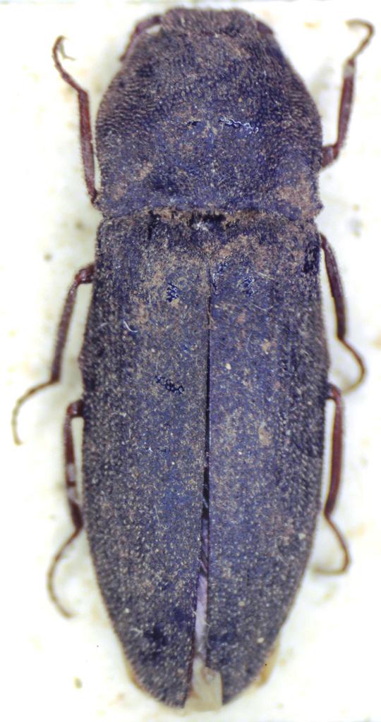 Agrypnus lezeleuci