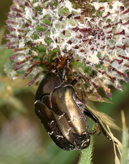 Protaetia cuprea bourgini