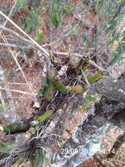 Encyclia
