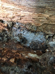 Byssocorticium pulchrum